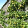 Pyrus communis (any espalier or cordon-grown cultivar) (Pear (any espalier or cordon-grown cultivar)