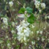 Ribes sanguineum 'Somerset White'