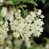 Ribes sanguineum 'Somerset White' (Flowering currant 'Somerset White')