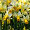 Narcissus 'Mother Duck' (Daffodil 'Mother Duck')