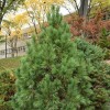 Pinus cembra 'Pygmaea' (Arolla pine 'Pygmaea')