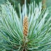 Pinus cembra 'Pygmaea' (Arolla pine 'Pygmaea')