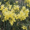 Narcissus 'Angel's Whisper' (Daffodil 'Angel's Whisper')