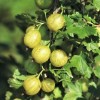 Ribes uva-crispa 'Easycrisp Lady Sun' (Easycrisp Series) (Gooseberry 'Easycrisp Lady Sun')