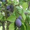 Prunus domestica German Prune Group (Plum German Prune Group)