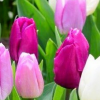 Tulipa 'Purple Prince' (Tulip 'Purple Prince')