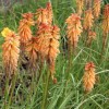 Kniphofia 'Creamsicle' (Popsicle Series) (Red hot poker 'Creamsicle')