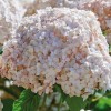 Hydrangea arborescens 'Candybelle Marshmallow'