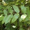 Mahonia duclouxiana (Siam grape holly)