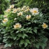 Paeonia lactiflora 'Green Lotus' (Peony 'Green Lotus')