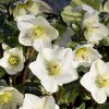 Helleborus 'HGC Ice 'n' Roses White' (Lenten rose 'HGC Ice 'n' Roses White')