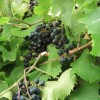 Vitis labrusca (Fox grape)