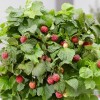 Rubus idaeus 'BonBonBerry Yummy' (Raspberry 'BonBonBerry Yummy')