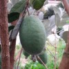 Feijoa sellowiana 'Gemini' (Pineapple guava 'Gemini')