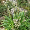 Eryngium agavifolium (Agave-leaved sea holly )