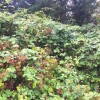 Rubus fruticosus 'Himalayan Giant' (Blackberry 'Himalayan Giant')