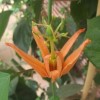 Passiflora aurantia (Blunt-leaved passion flower)