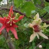 Passiflora aurantia (Blunt-leaved passion flower)