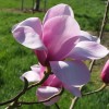Magnolia 'Princess Margaret'