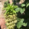 Eucomis bicolor (Two-coloured pineapple lily)
