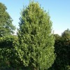 Laurus nobilis f. angustifolia  (Willow-leaved laurel)