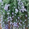 Salvia 'Blue Cascade' (Rosemary 'Blue Cascade')