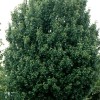 Acer campestre 'Lienco' (Field maple 'Lienco')