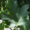Acer platanoides 'Mauritz Upright'
