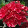Hydrangea macrophylla 'Royal Red' (Hydrangea 'Royal Red')