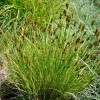 Carex bebbii (Bebb's sedge )
