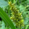 Carex stipata (Fox sedge)