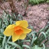 Narcissus 'Fortune' (Daffodil 'Fortune')