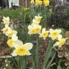 Narcissus 'Ice Follies' (Daffodil 'Ice Follies')