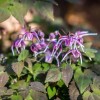 Epimedium grandiflorum 'Queen Esta'  (Large-flowered barrenwort 'Queen Esta' )