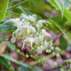 Epimedium wushanense  (Wushan barrenwort )