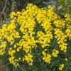 Erysimum 'Spring Breeze Sunglow' (Wallflower 'Spring Breeze Sunglow')