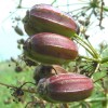 Prangos ferulacea  (Ribbed cachrys)