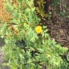 	        Tree peony 'High Noon' (Paeonia suffruticosa 'High Noon')	    