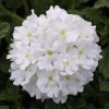 Glandularia peruviana 'Endurascape White' (Endurascape Series)