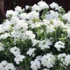 Glandularia peruviana 'Endurascape White' (Endurascape Series) (Vervain 'Endurascape White')
