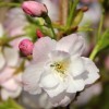 Prunus 'Amanogawa' (Japanese flowering cherry 'Amanogawa')