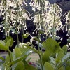Nicotiana sylvestris (Flowering tobacco)