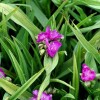 Tradescantia (Andersoniana Group) 'Rubra' (Spider lily 'Rubra')