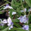 Tradescantia (Andersoniana Group) 'Iris Prichard' (Spider lily 'Iris Prichard')