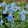 Salvia patens 'Beyond Blue'