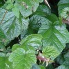             Rubus tricolor (Chinese bramble)        