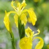 Iris pseudacorus (Yellow flag)