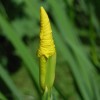 Iris pseudacorus (Yellow iris)