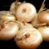 Onion - Cipollini Borettana
