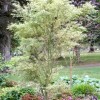 Acer palmatum 'Butterfly' (Japanese maple 'Butterfly')